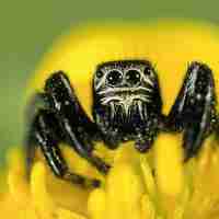 Stage de macrophotographie en Brenne