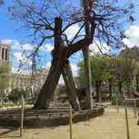 Square René Viviani