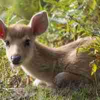 Stages de photographie animalière