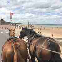 Raconte-moi le D-Day sur Omaha en attelage