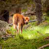 RESERVE DES BISONS D'EUROPE