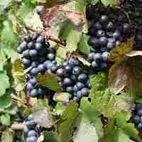 Domaine Ponroy