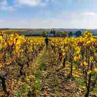 Domaine de l'Arthuis