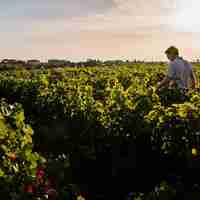 Domaine de la Pagerie - Famille Pointereau