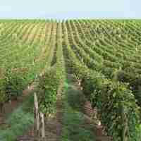 Domaine Claude Lafond