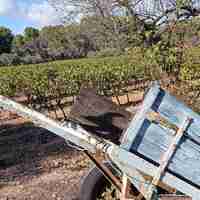 Sentier des vignerons - Boucle des cépages