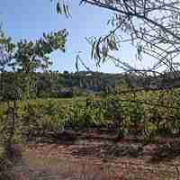 Sentier des vignerons - Boucle panoramique
